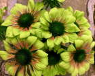 Echinacea Green Envy